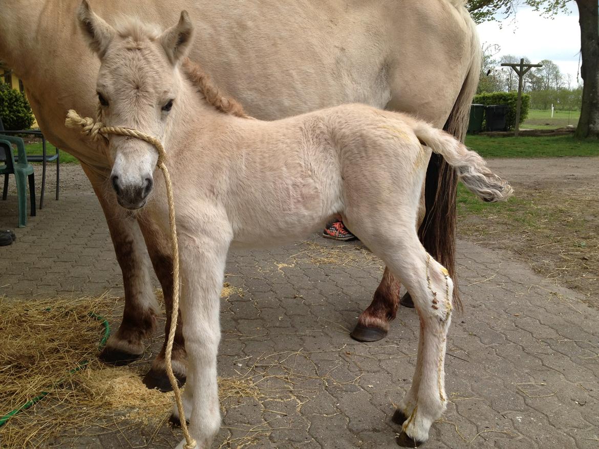 Fjordhest Athena - 1 uge gammel billede 2