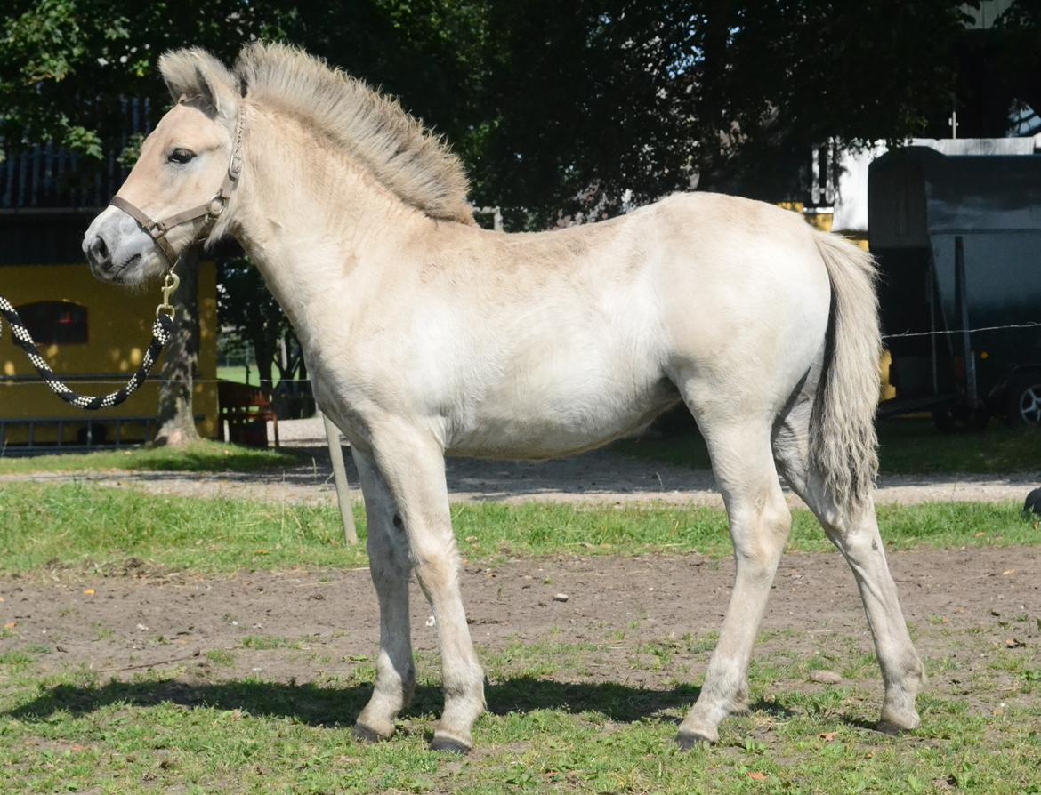 Fjordhest Athena - 1 år gammel billede 3