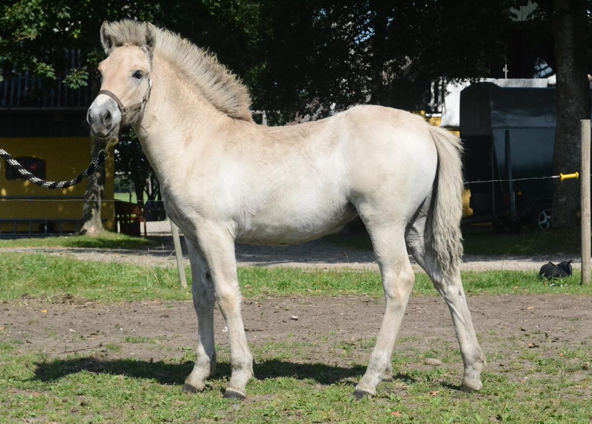 Fjordhest Athena - 1 år gammel billede 4