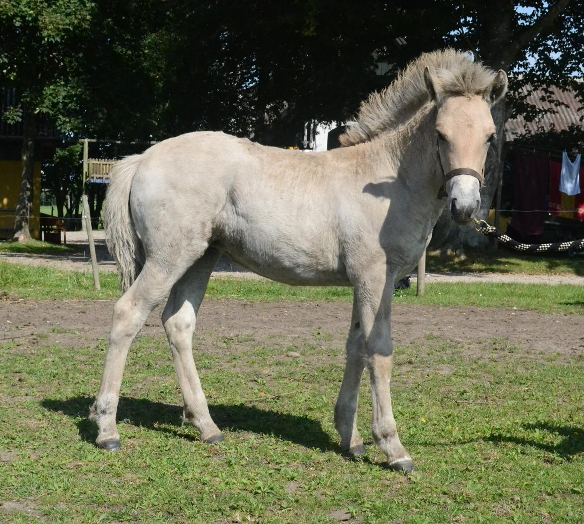 Fjordhest Athena - 1 år gammel billede 5