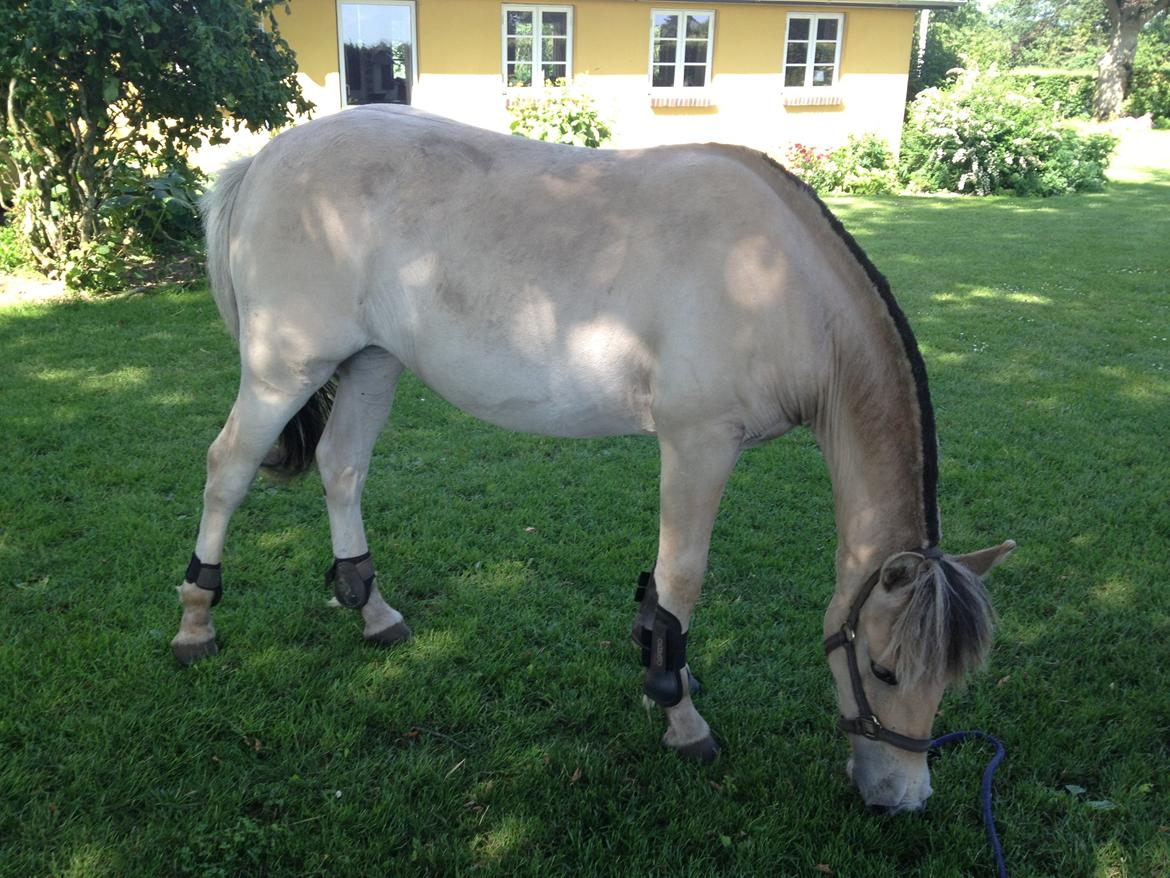 Fjordhest Athena billede 6