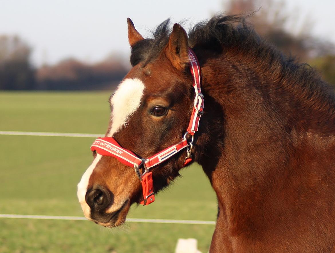 Welsh Cob (sec D) Nebo Tulip - 31/12 2013 Smukke pony billede 22
