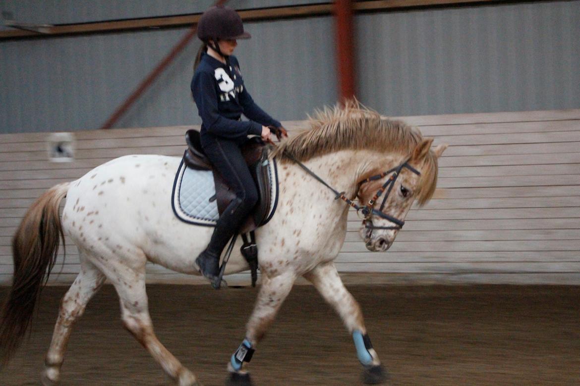 Knabstrupper Hidalgo billede 1