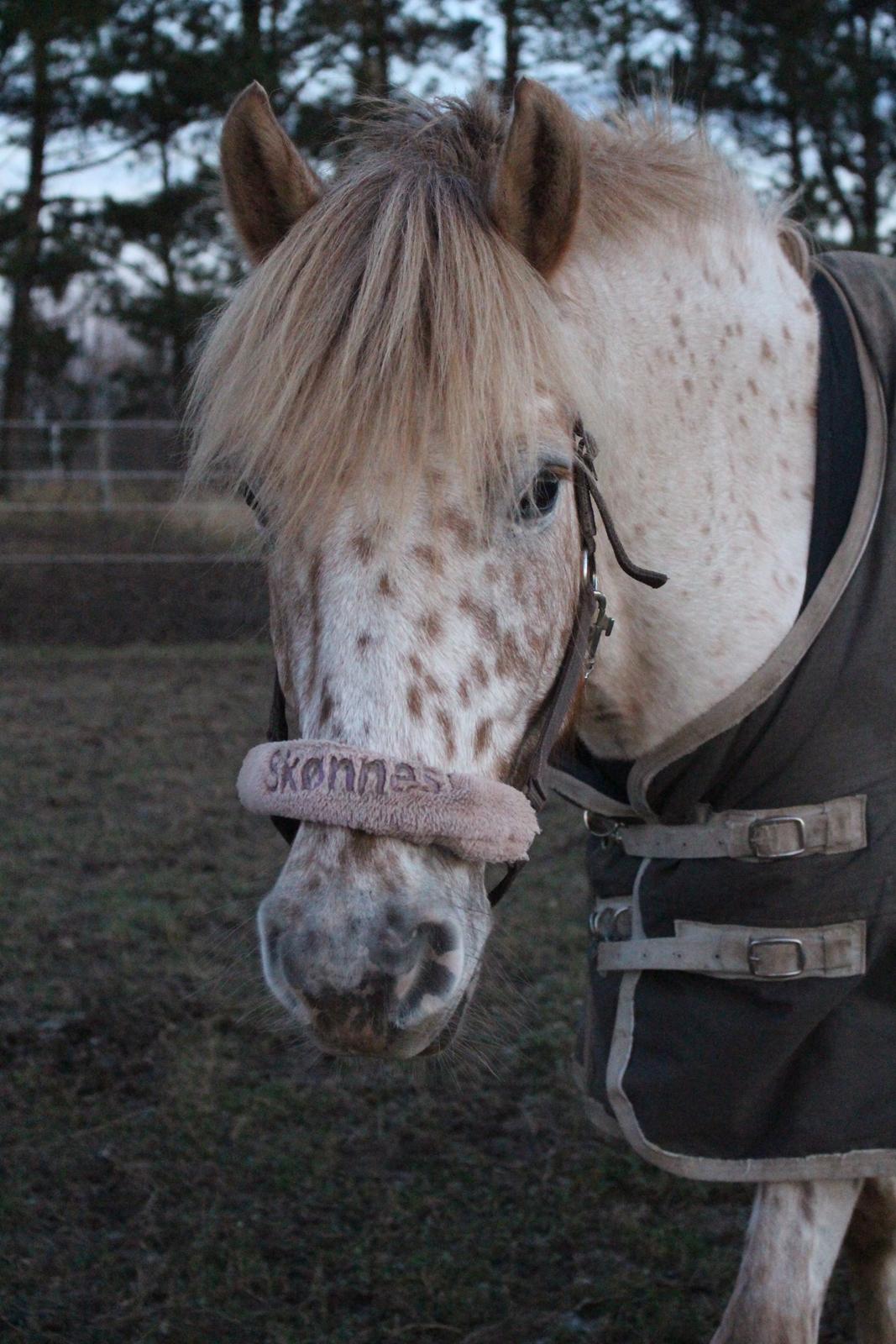 Knabstrupper Hidalgo billede 3