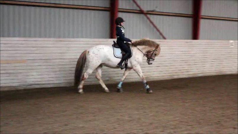 Knabstrupper Hidalgo billede 9