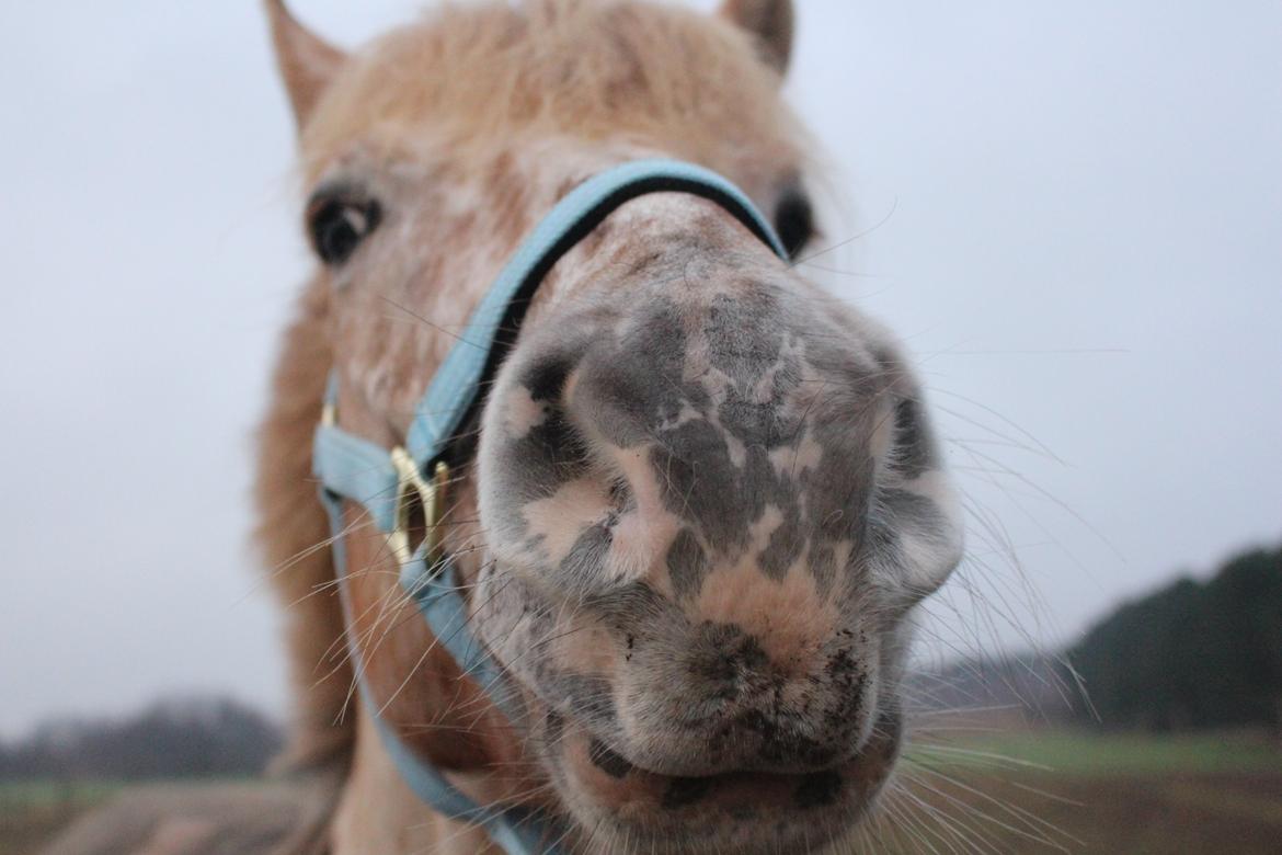 Knabstrupper Hidalgo billede 15