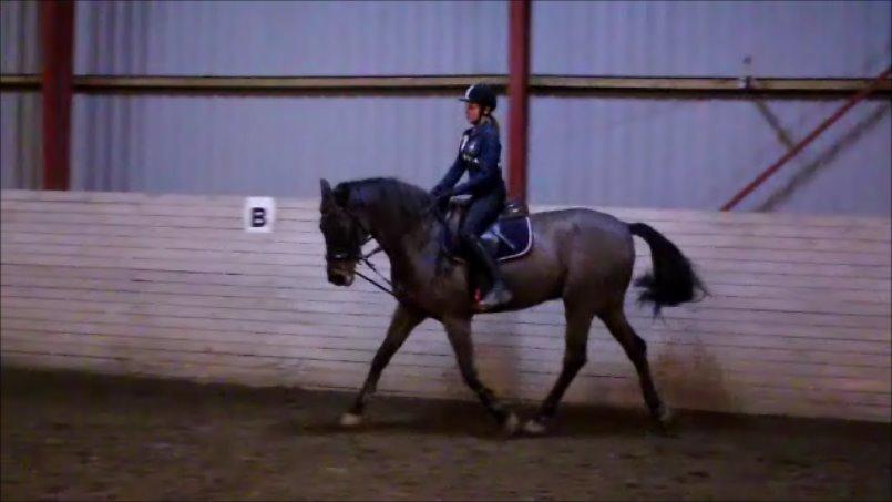 Fuldblod (XX) Timo - 8/1 - 2014 
2. gang på ham billede 20