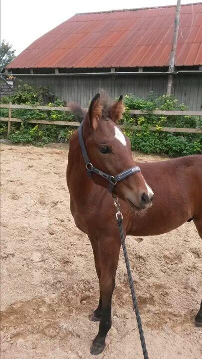 Anden særlig race Spyro billede 9