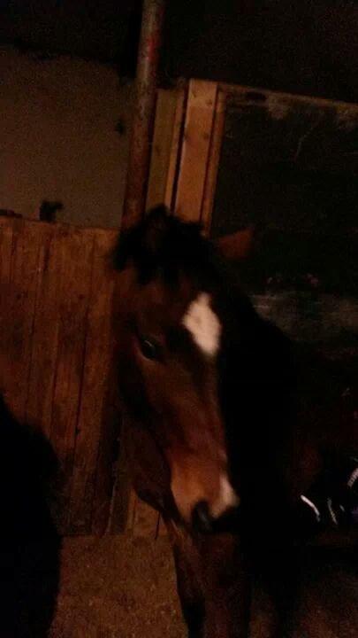 Anden særlig race Spyro billede 10