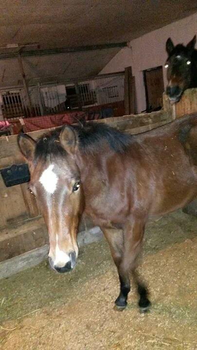 Anden særlig race Spyro billede 11