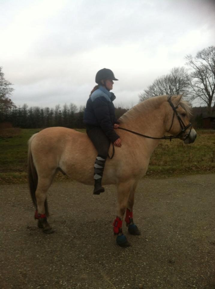 Fjordhest Tango!&lt;3 - Altid dig og mig!&lt;3 billede 10