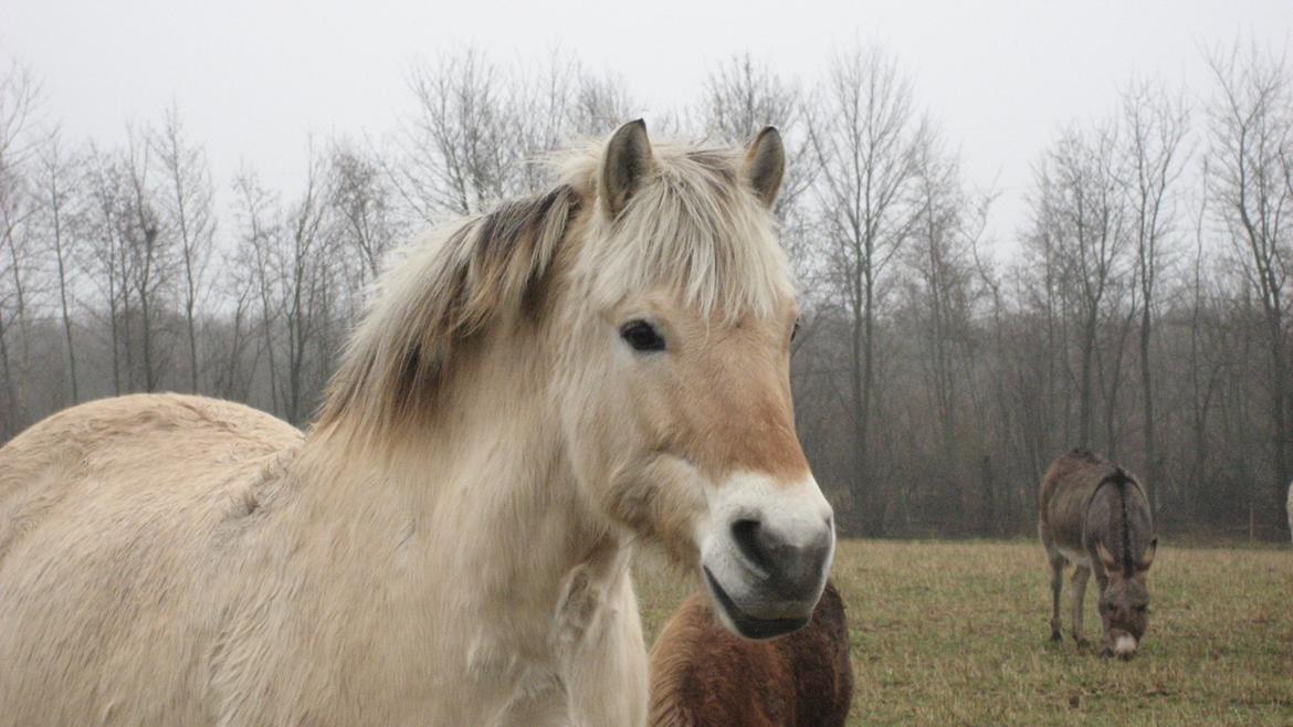 Fjordhest Luckas billede 8