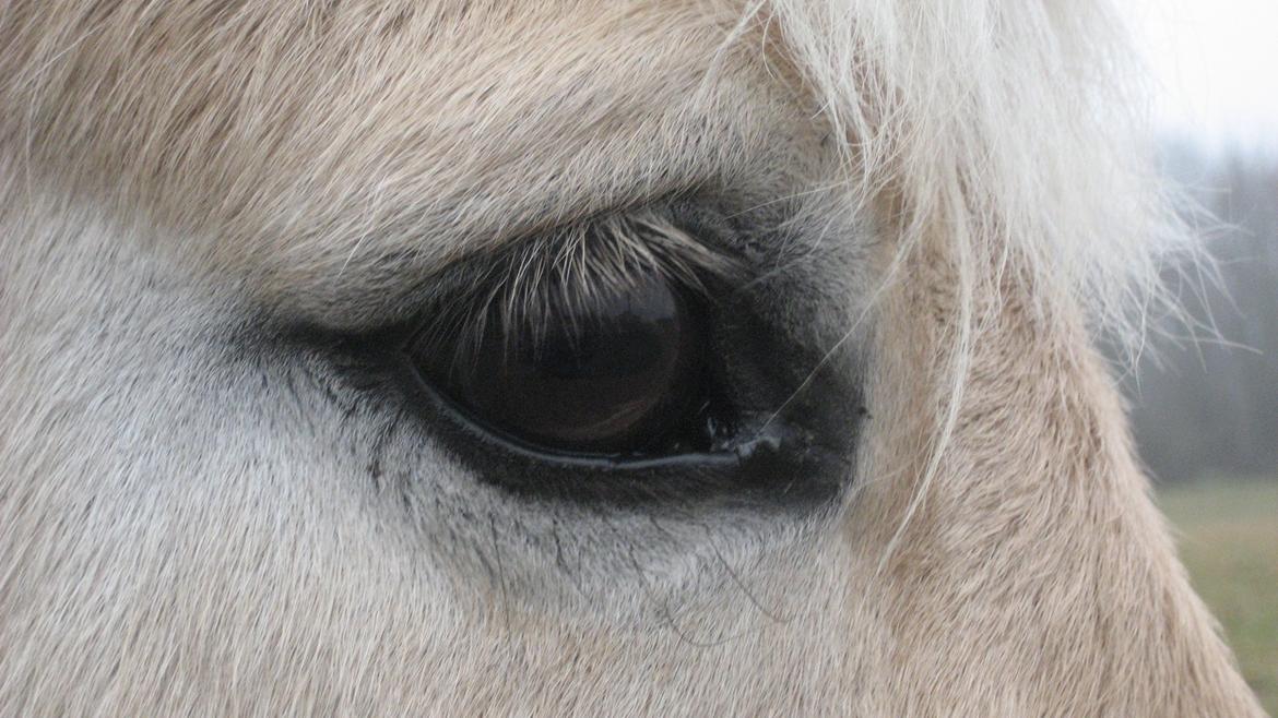 Fjordhest Luckas - Et billede siger mere end 1000 ord billede 9