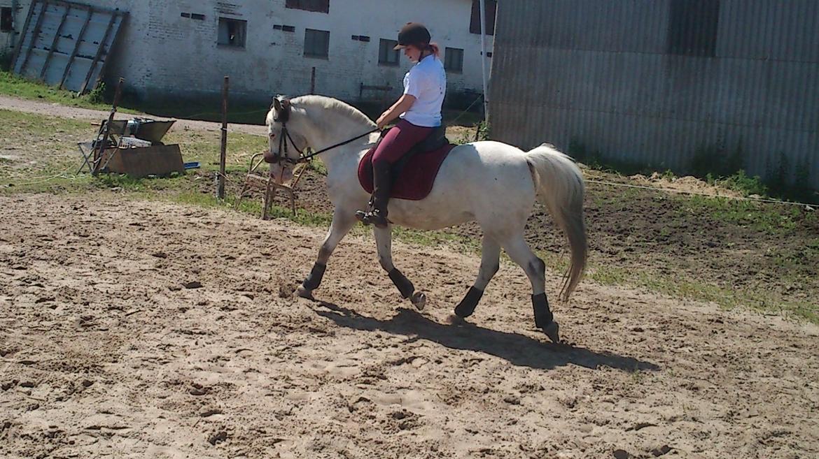 Knabstrupper Simone af lundegaard *MySoulMate! <3* billede 22