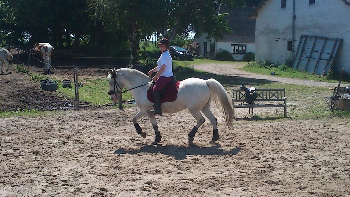 Knabstrupper Simone af lundegaard *MySoulMate! <3* billede 23