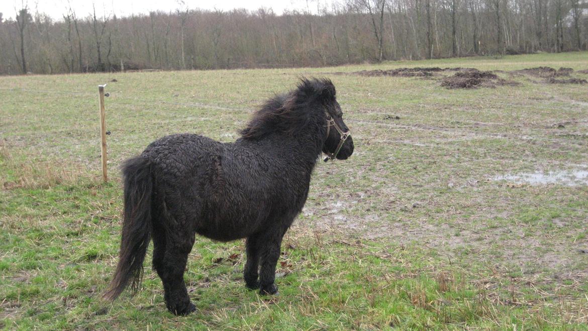 Shetlænder Laban (Moffe) - Vindblæst lille pony. billede 10