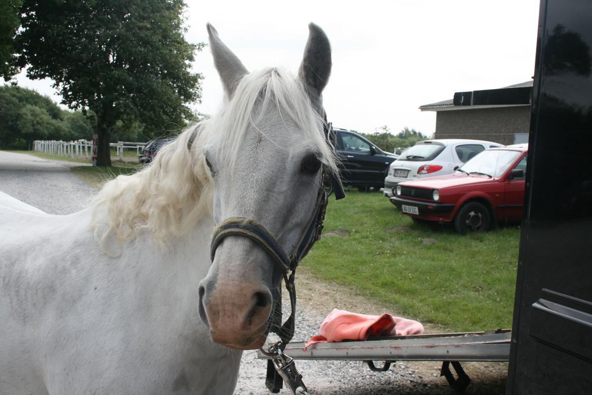 Welsh Pony (sec B) Stendyssen´s sunglimps <3 - Glimmer var med til Friser kåring! <3 billede 16