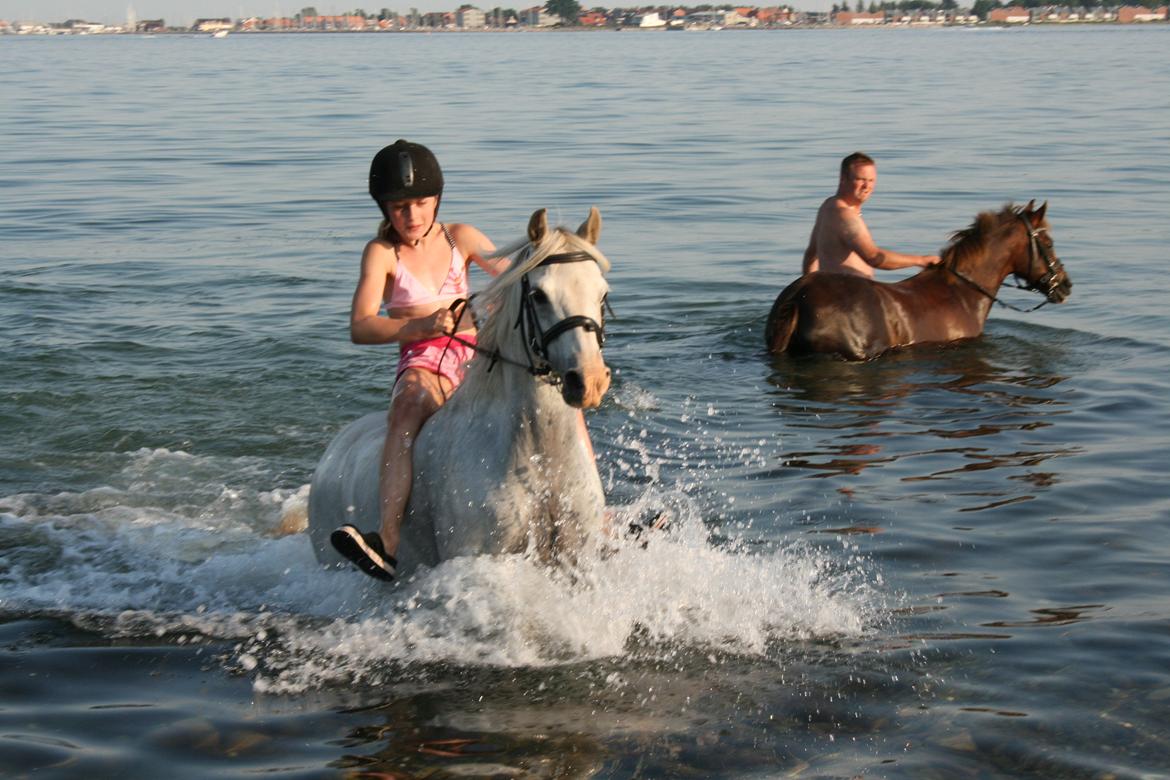 Welsh Pony (sec B) Stendyssen´s sunglimps <3 - Velkommen til Sunglimp´s profil, håber i nyder hende!<3 billede 1