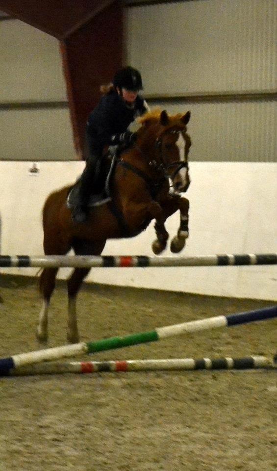 Welsh Cob (sec D) Jet!<3 solgt.. - Virkelig velspringende!<3 billede 17
