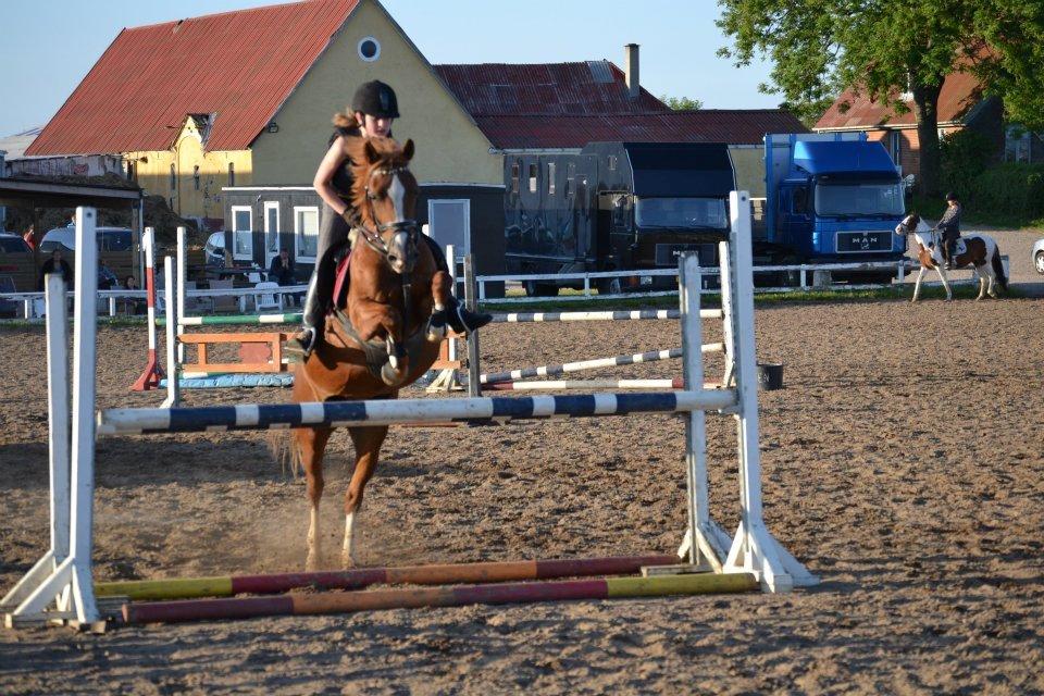 Welsh Cob (sec D) Jet!<3 solgt.. - Spring sidste sommer! :D billede 18