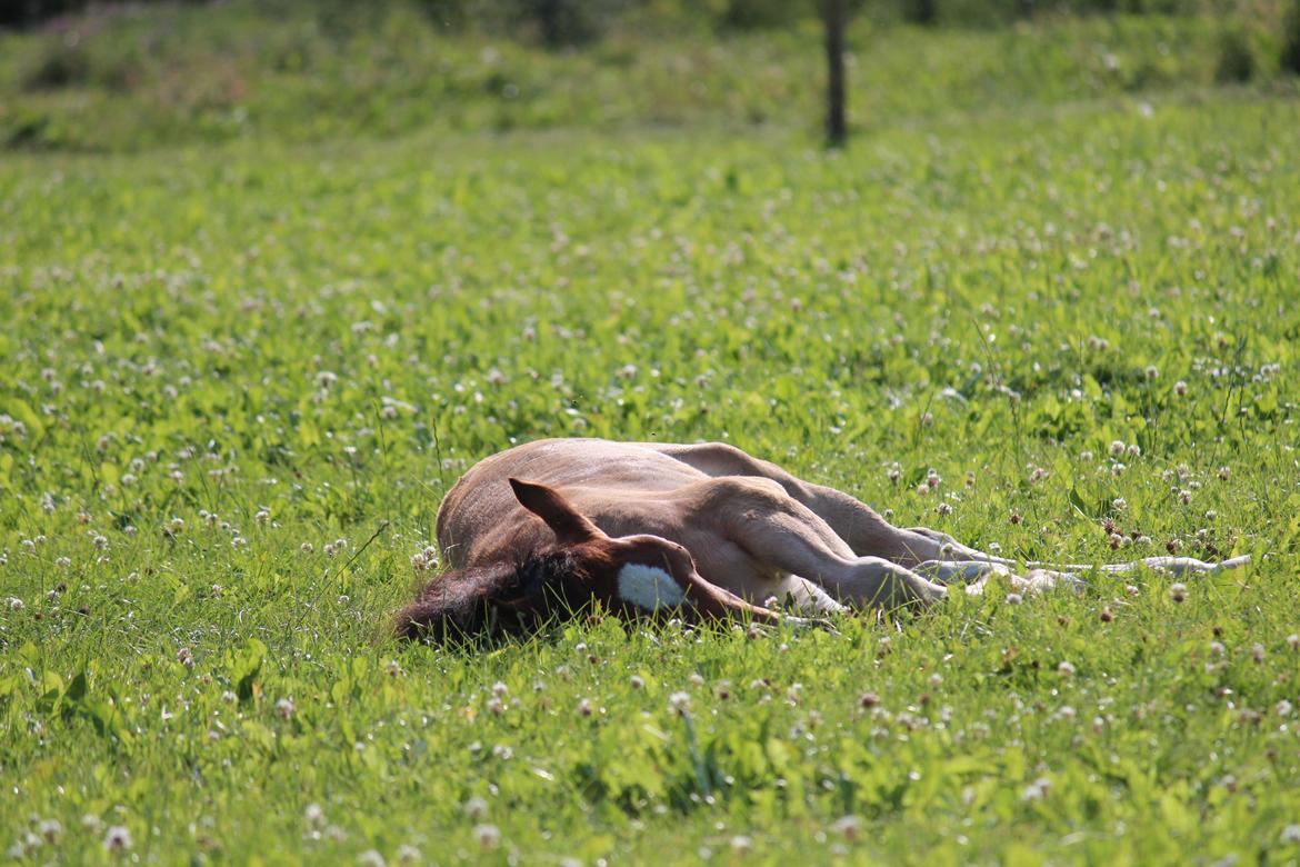 Welsh Cob (sec D) Abergavenny dylan - Træt følle <3 
Foto: www.adlais.dk billede 3