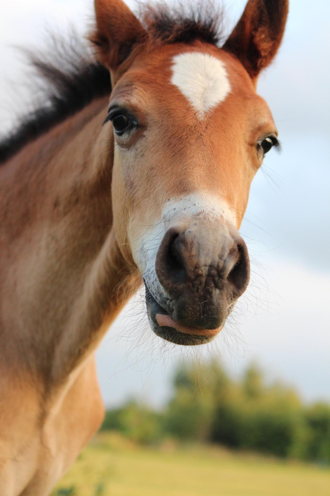 Welsh Cob (sec D) Abergavenny dylan - Foto: www.adlais.dk billede 6