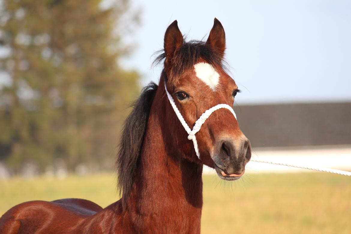 Welsh Cob (sec D) Abergavenny dylan - Foto: www.adlais.dk billede 2