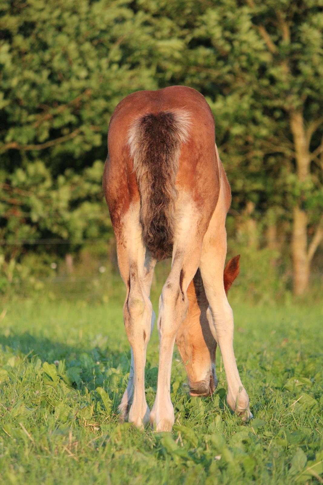 Welsh Cob (sec D) Abergavenny dylan - Foto: www.adlais.dk billede 20