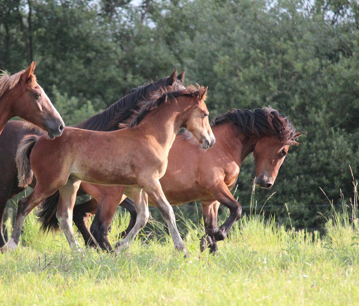 Welsh Cob (sec D) Abergavenny dylan - Foto: www.adlais.dk billede 7