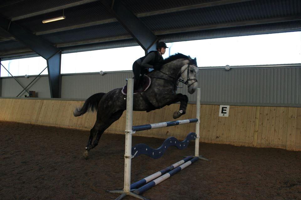 Holstener Ammeli billede 10