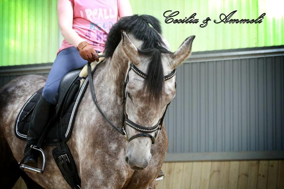 Holstener Ammeli billede 12