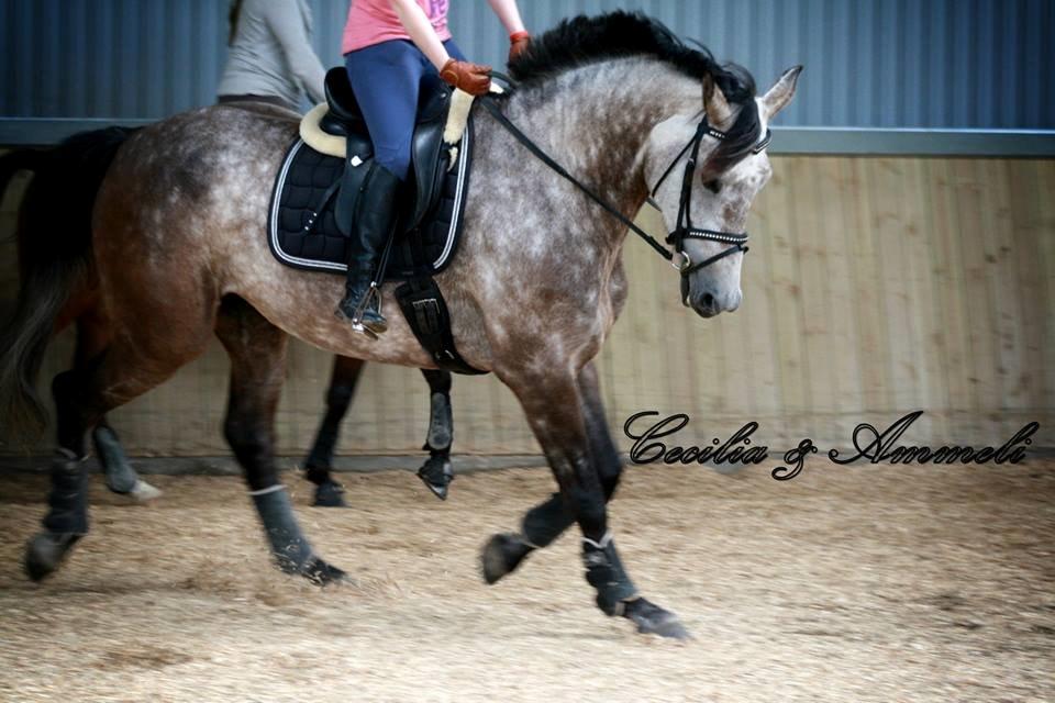 Holstener Ammeli billede 16