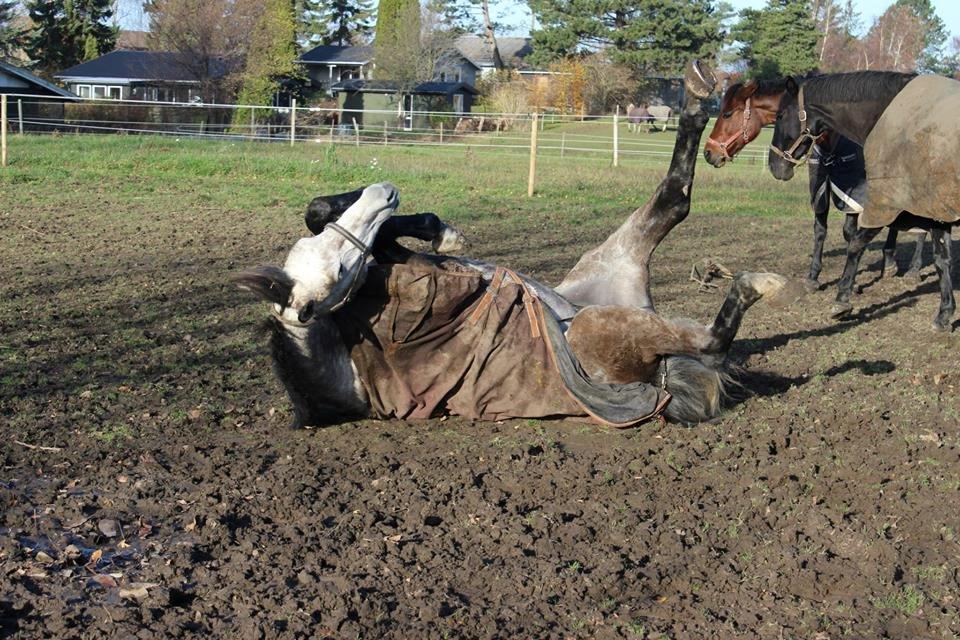 Holstener Ammeli billede 20