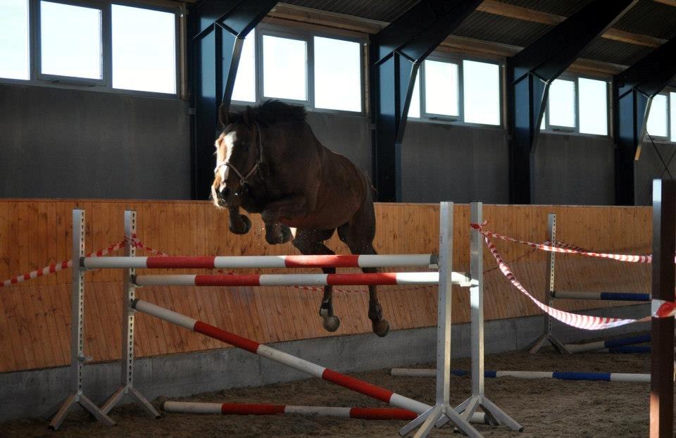 Holstener Contino 50 - Første løsspring hos mig. 140 cm. 2013 billede 33