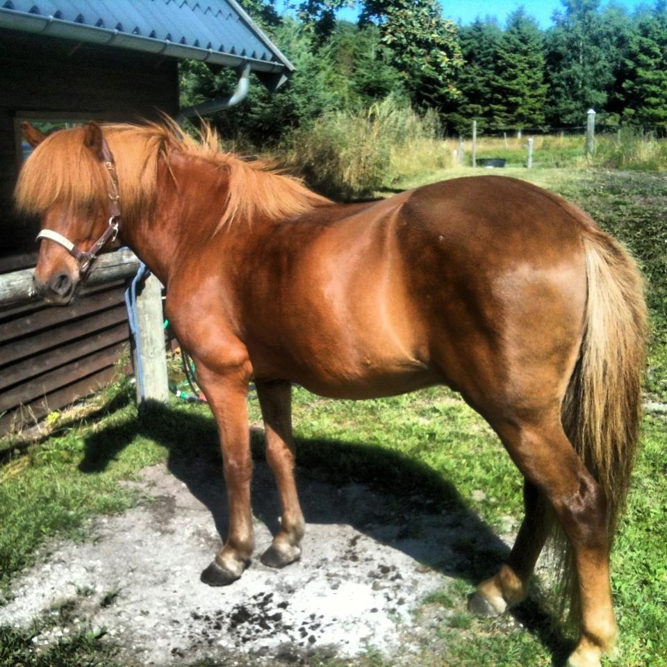 Islænder Kongur Fra Kongemosen - solrigdag billede 16