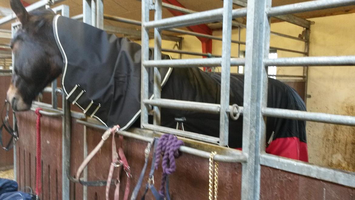 Oldenborg Cille Søndervang billede 2