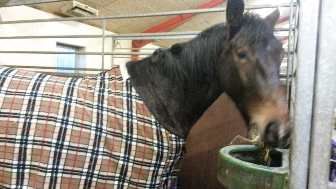 Oldenborg Cille Søndervang billede 3