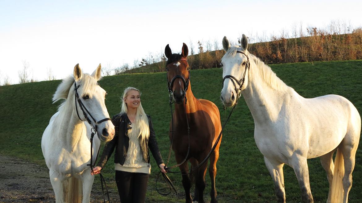 Tysk Oldenburger Landini billede 3