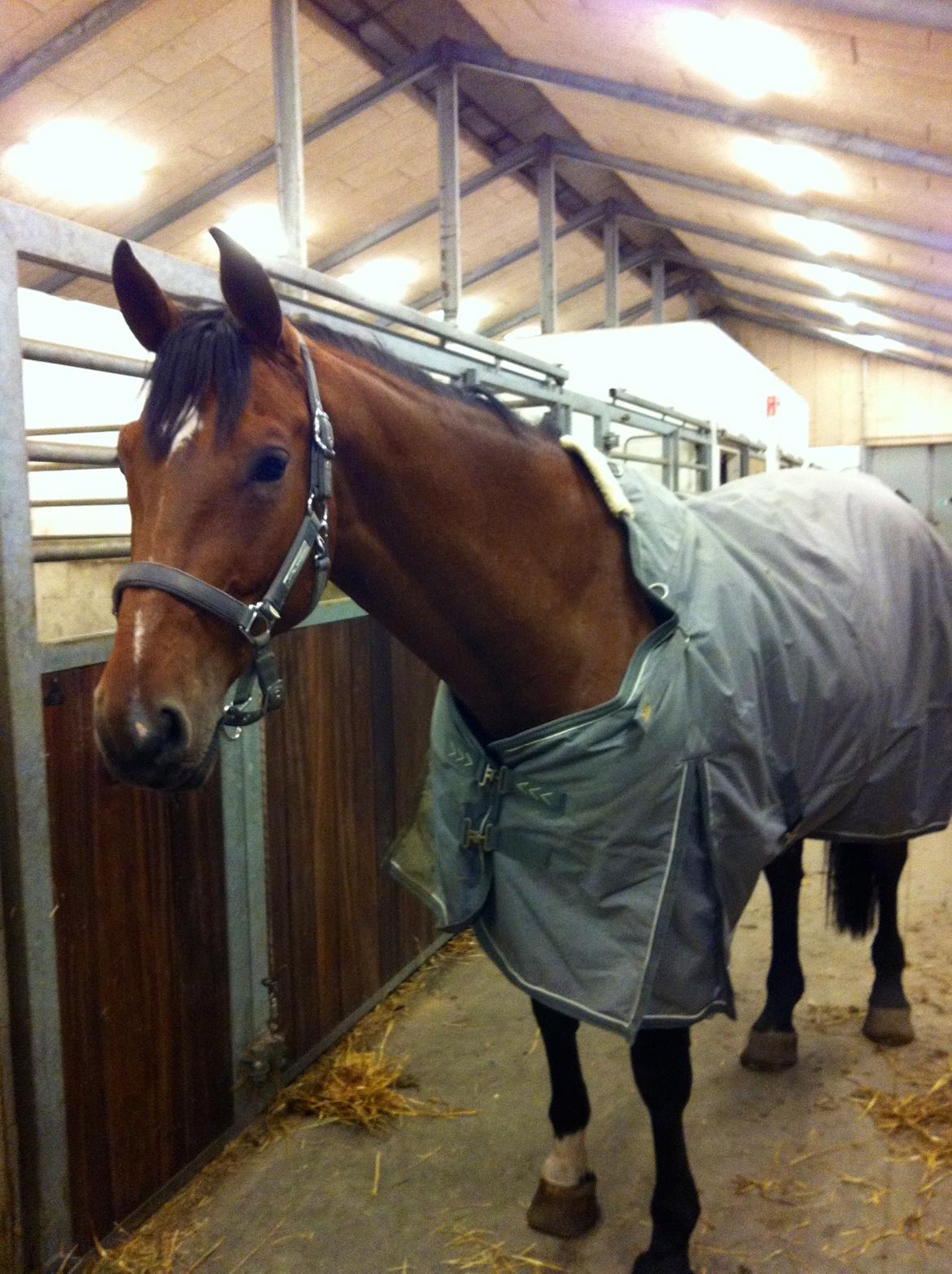 Tysk Oldenburger Landini billede 2