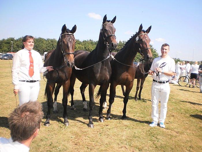 Oldenborg Cille Søndervang - Cille i midten, til landskuet 2012  billede 7