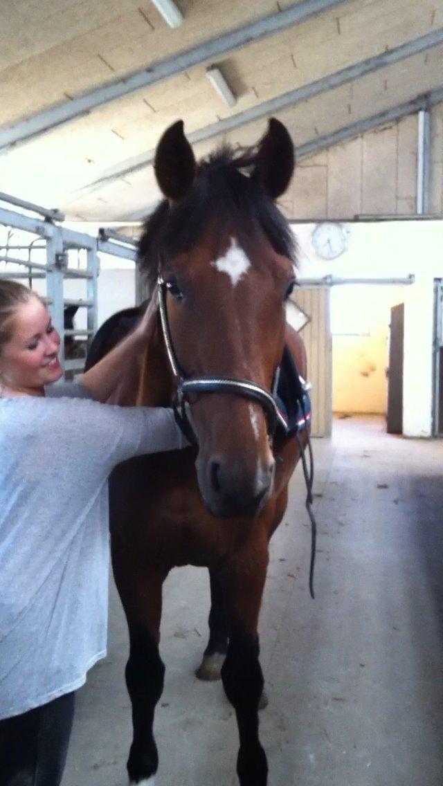 Tysk Oldenburger Landini billede 14