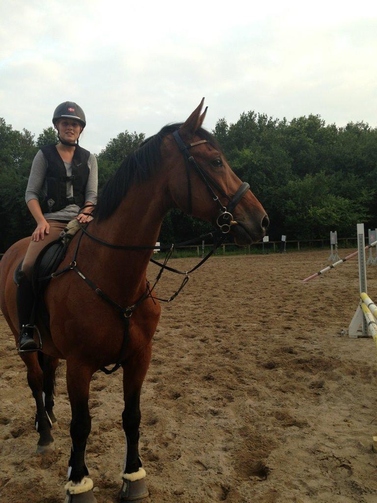 Tysk Oldenburger Landini billede 11