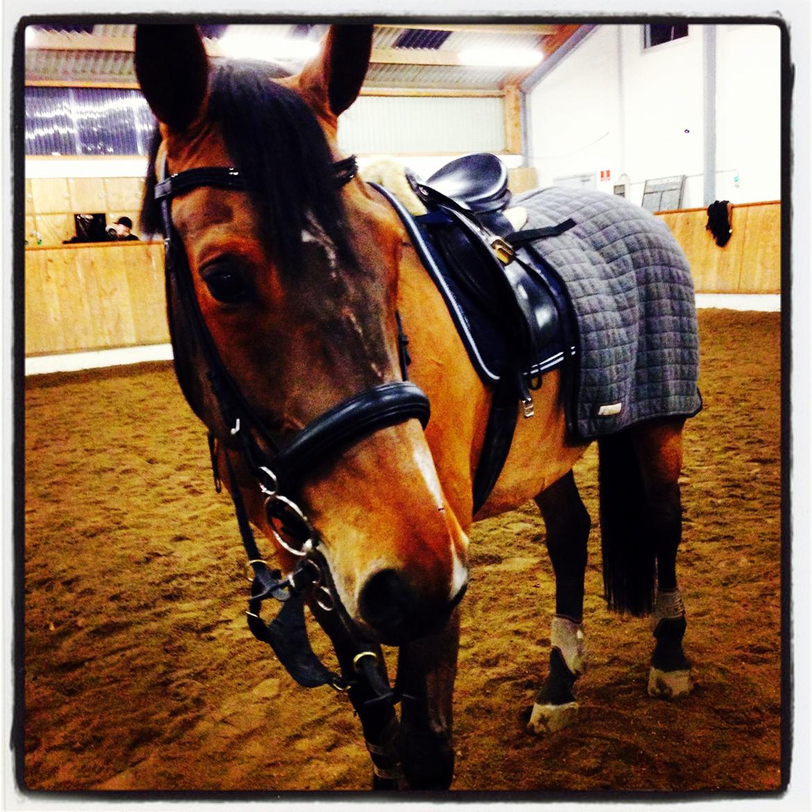 Tysk Oldenburger Landini billede 7