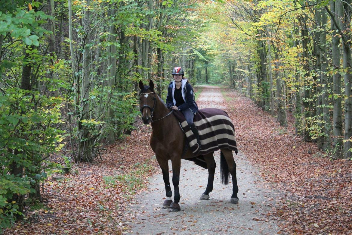 Tysk Oldenburger Landini billede 6