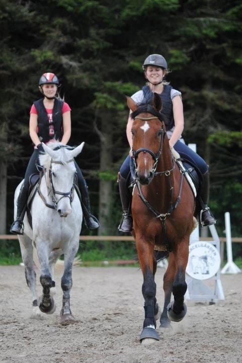 Tysk Oldenburger Landini billede 16