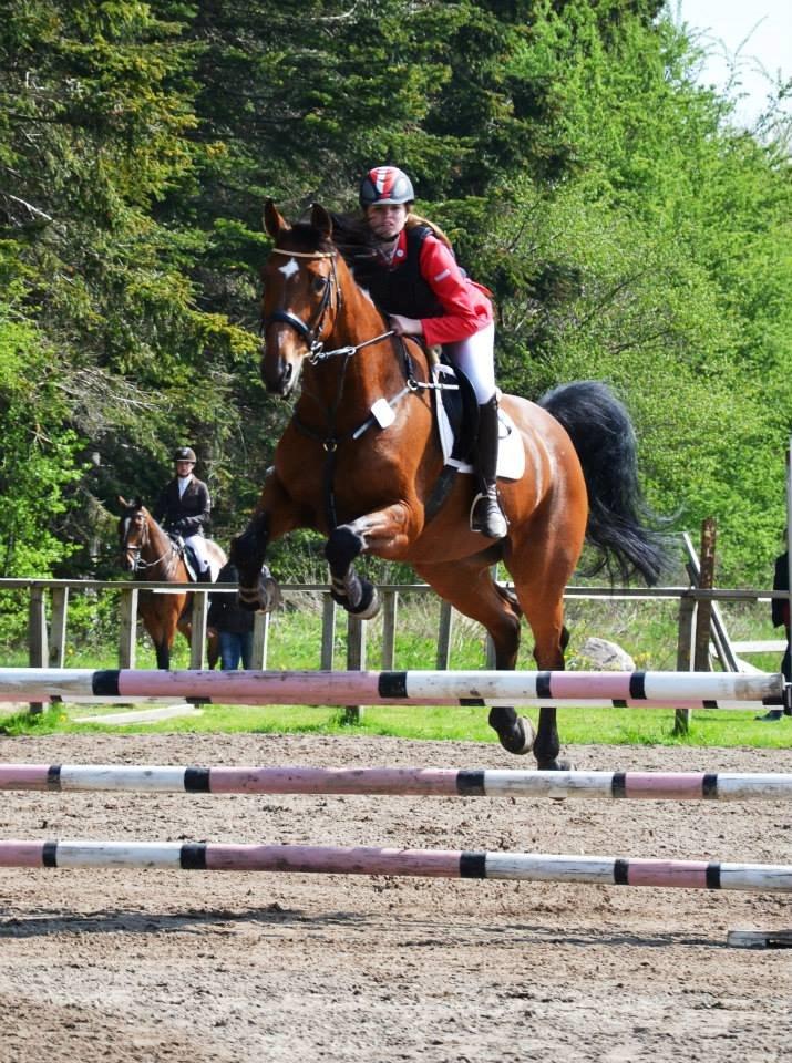 Tysk Oldenburger Landini billede 20