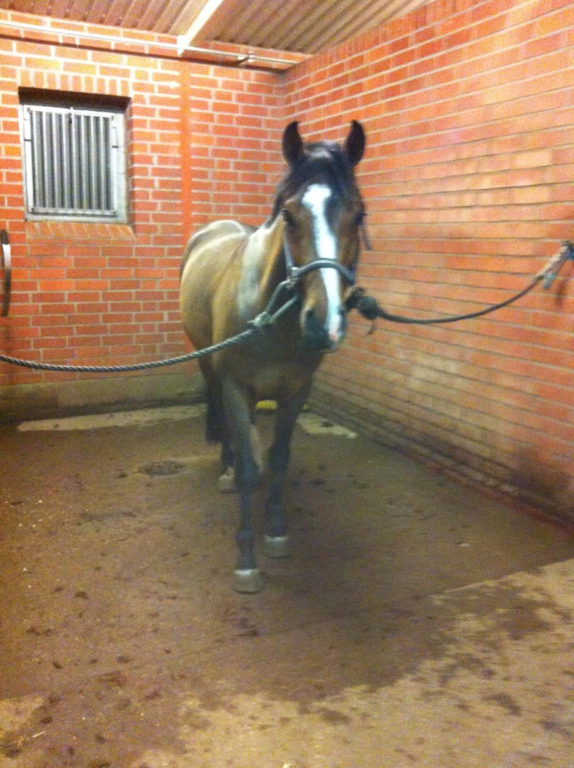 DSP Kovu A billede 2