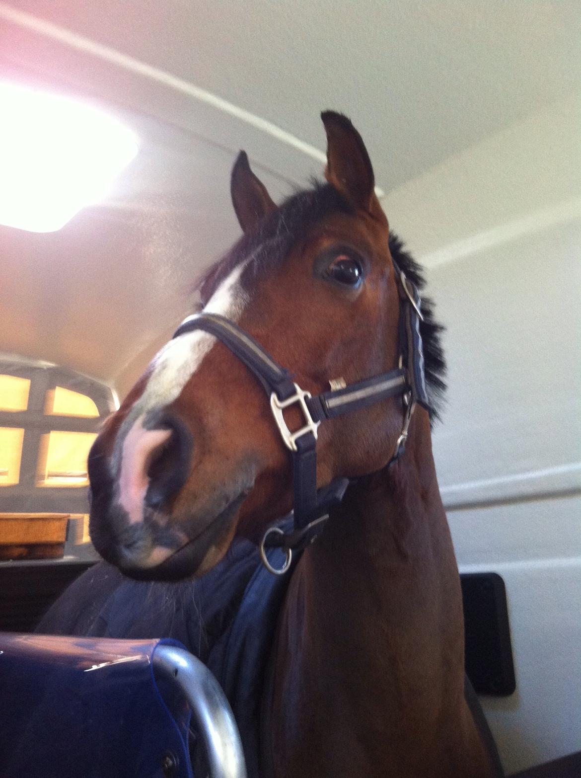 DSP Kovu A billede 4