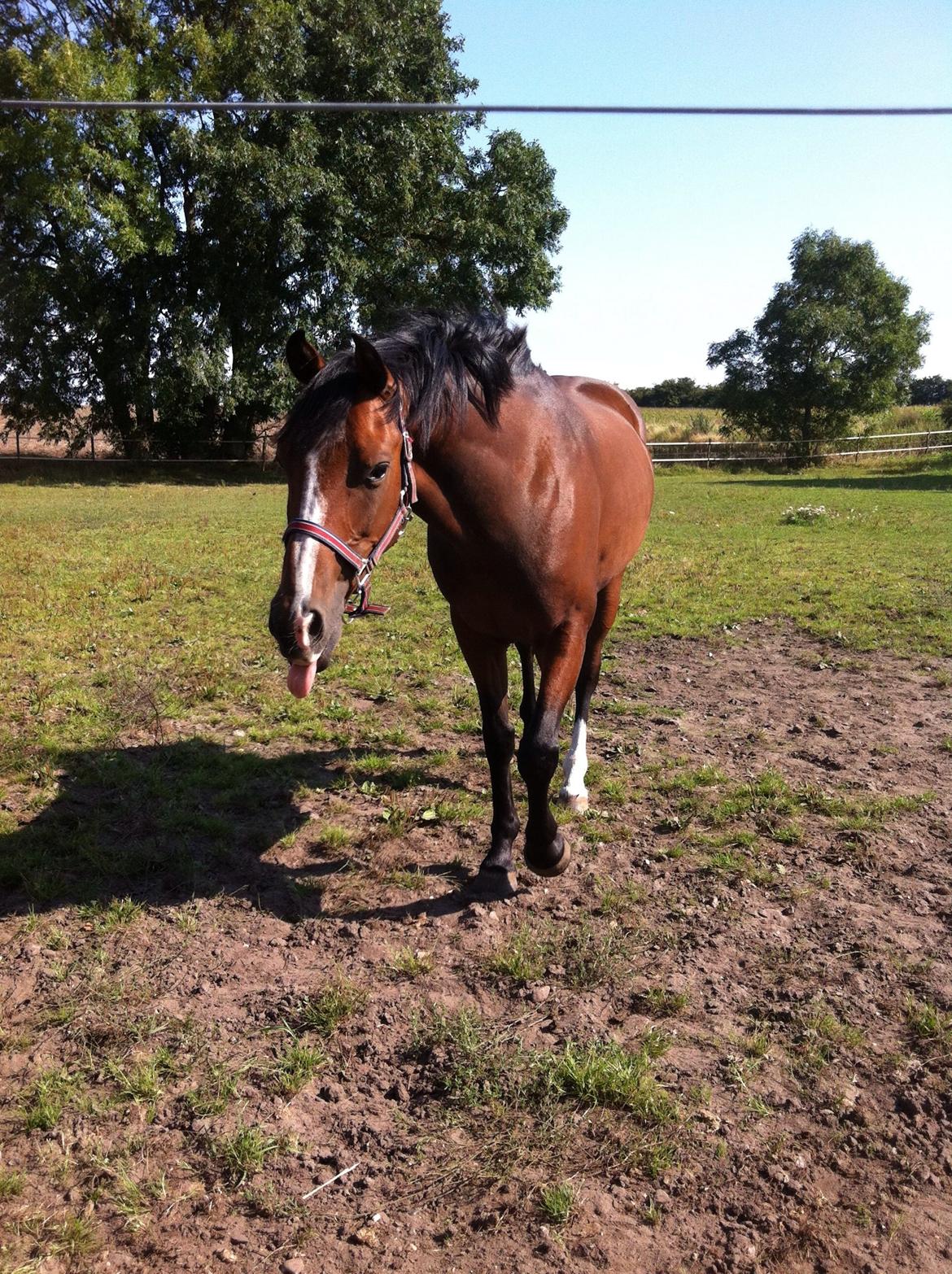 DSP Kovu A billede 5