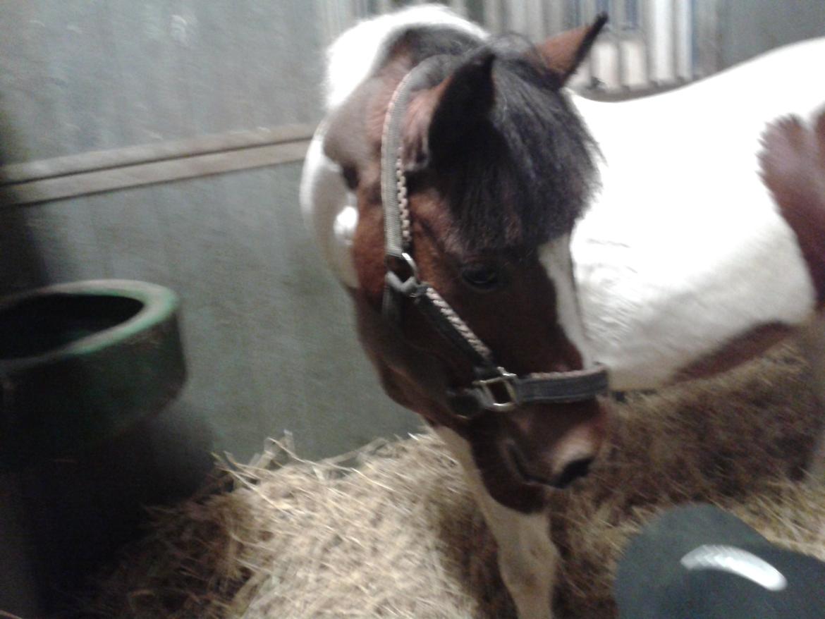 Pinto Gaisha - Billedet taget af: Emma billede 30